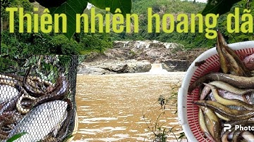 Hành trình câu cá chạch núi trong vùng thác sâu