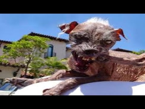 Video: Fem Ugly Dog Breeds