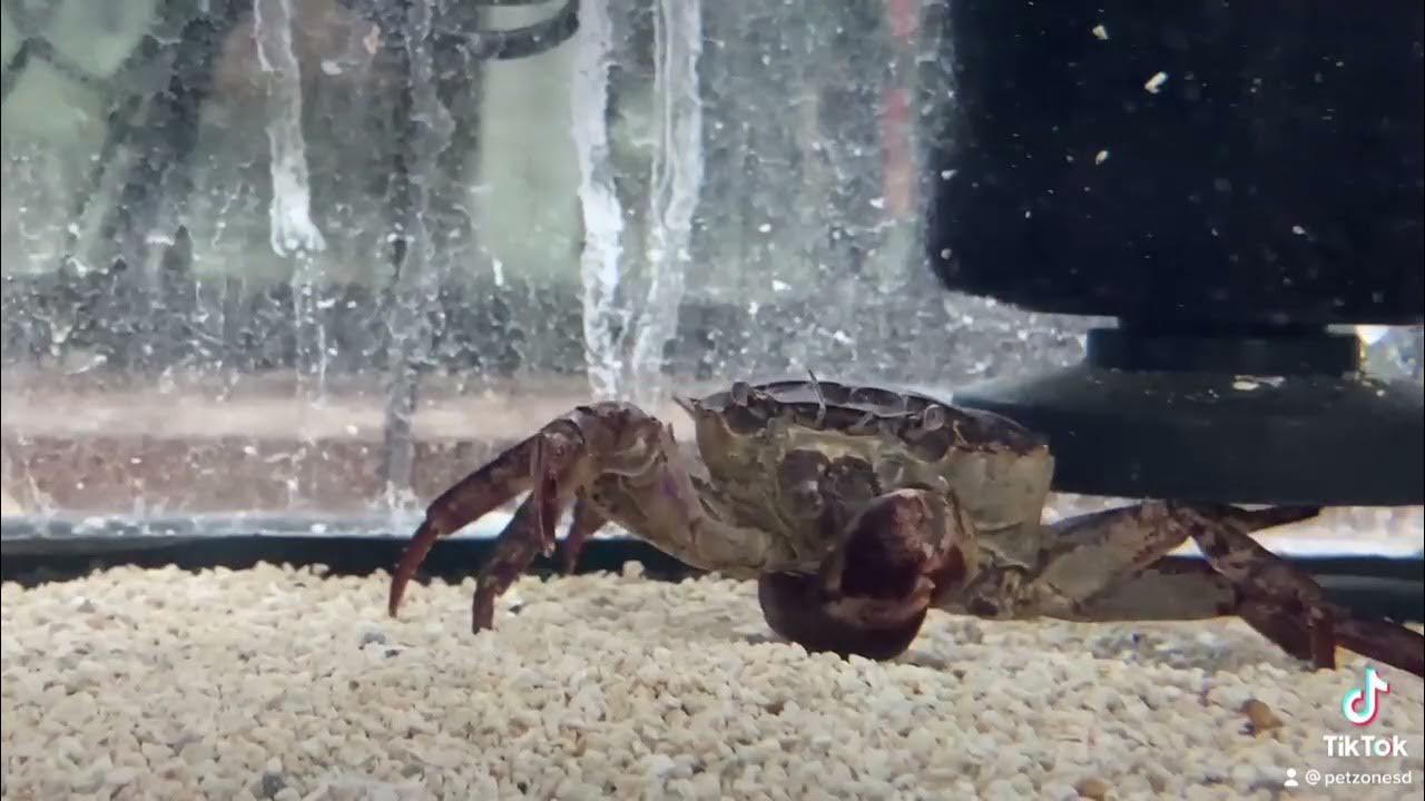 Crabs Thai Devil Crab (Cardisoma Carnifex) YouTube