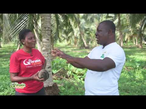 Surprising: How A Ghanaian Doctor Turned Farmer Makes GH¢30k Profits Monthly From Sales Of Coconut