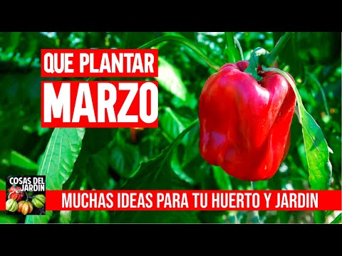 Video: Que Flores Y Cuando Sembrar En Marzo