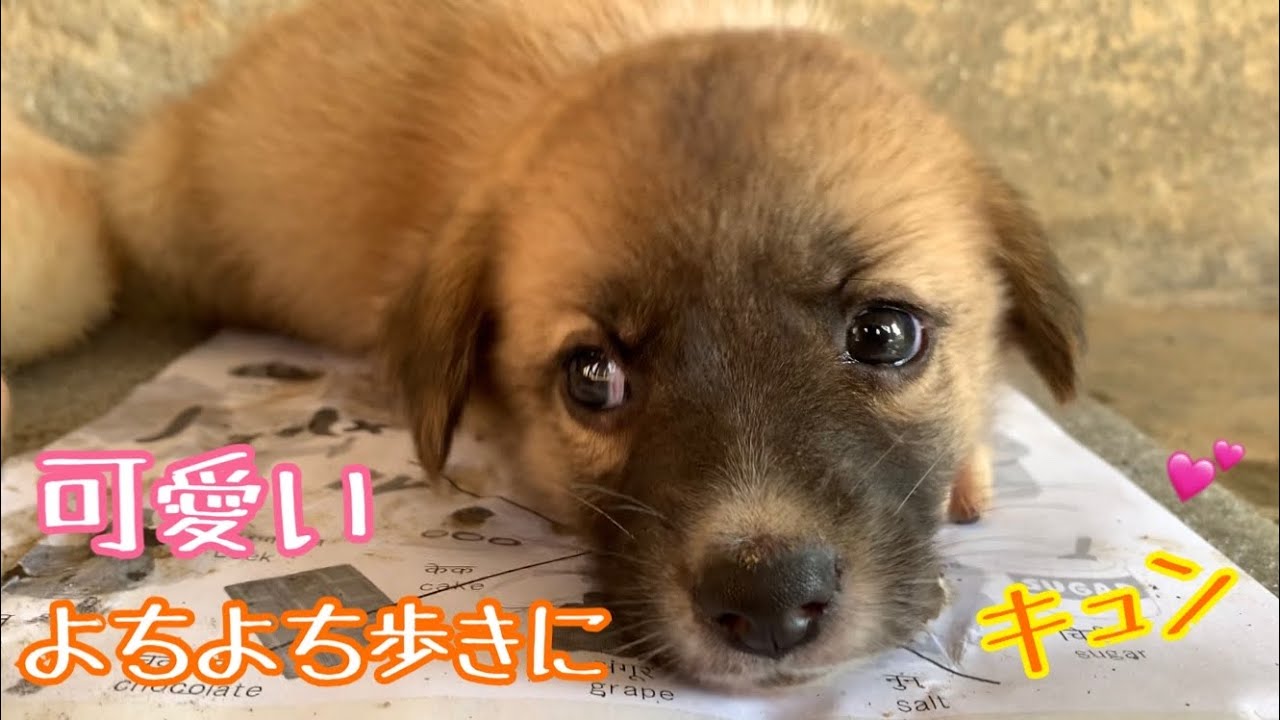 【子犬がいなくなっちゃった😢💦】ママ犬の取った行動に涙が😭💖そして、ママ犬の隙を見て、仔犬が行った場所は、、、🌸