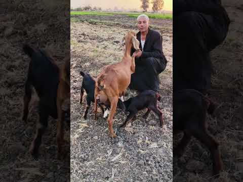 ليه هي بقره ولا عشان والده 3جديااان تاااابع01009930513 ـ 01068134969