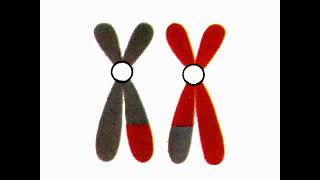 ظاهرة العبور والارتباط الجيني في الكروموسومات