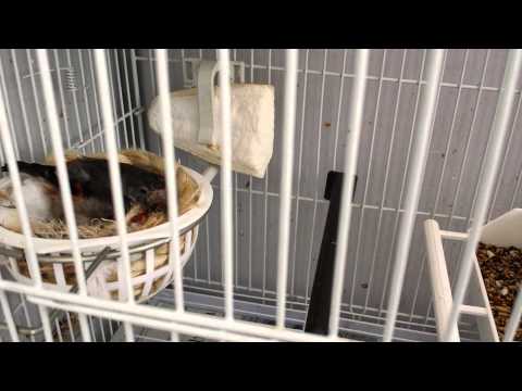 Canary breeding season