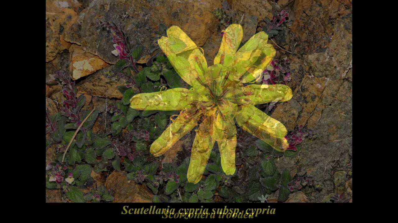 Kıbrıs'ın Endemik Bitkileri(Endemic Plants of Cyprus) Sami Tamson YouTube