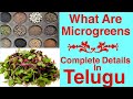 #What are Micro Greens?Complete Detailsతెలుగులో | Telugu vlog at USA | Micro Greens Business