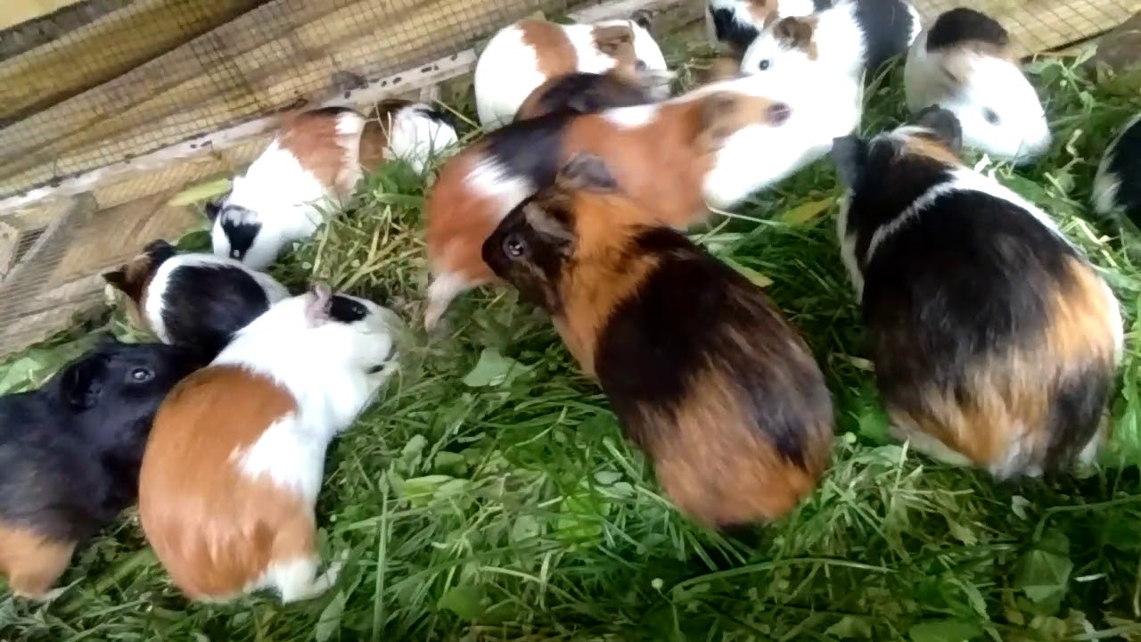 Selalu Perhatikan Ternak Marmut  Agar Selalu Terjaga Dan  Selalu Perhatikan Ternak Marmut  Agar Selalu Terjaga Dan