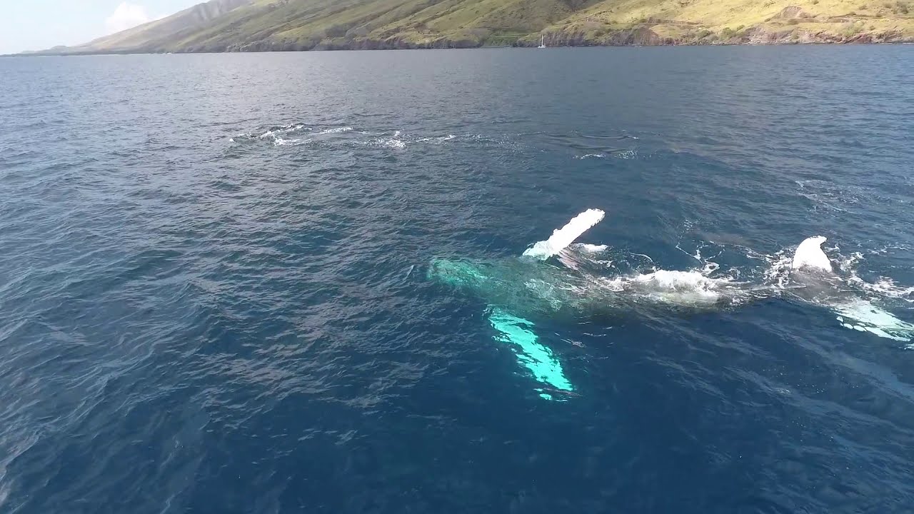 Humpback Whales in Maui YouTube