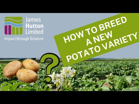 Video: 12 Chov plemen bramborových brambor