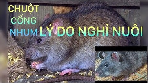 REDENEN OM TE STOPPEN MET HET FOKKEN VAN RATTEN