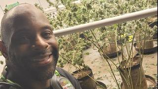 Educational Cannabis Cultivation: DID YOU WIN?!?!? FIND OUT TONIGHT