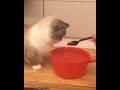 Munchkin Cat Funny Videos 2019 の動画、YouTube動画。