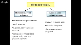 Ткани организма человека Ткани организма человека