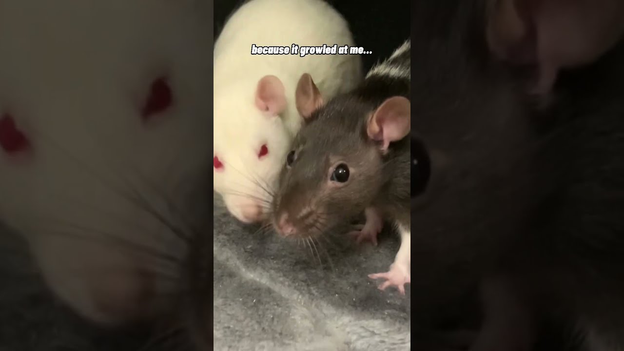 Why Is Your Pet Rat In A Cage 
