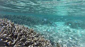 Quel poisson manger à La Réunion ?