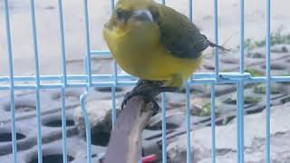 Download Lagu Suara burung sogon ontong betina cocok buat pancingan MP3 Download Lagu Suara burung sogon ontong betina cocok buat pancingan MP3