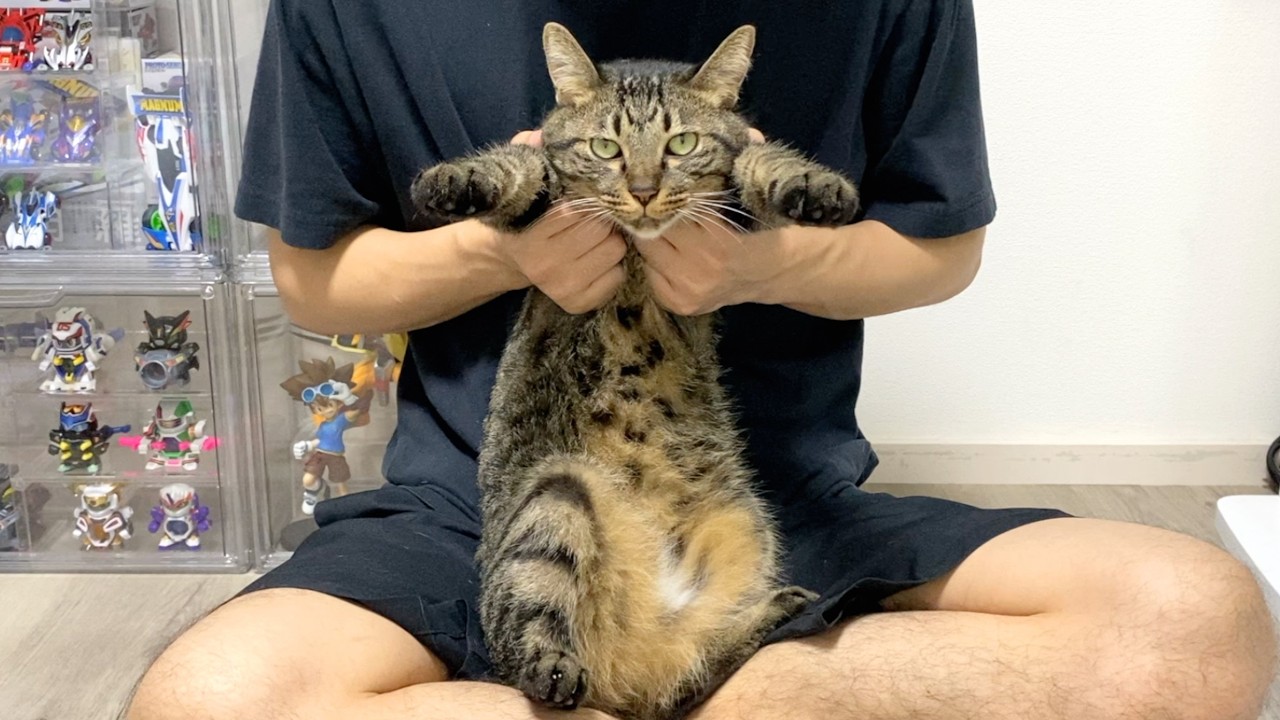【悲報】狂暴猫の爪切りで35歳男性が死にかけました...