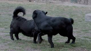 Labrador vs Border Terrier: Temperament & Size Battle