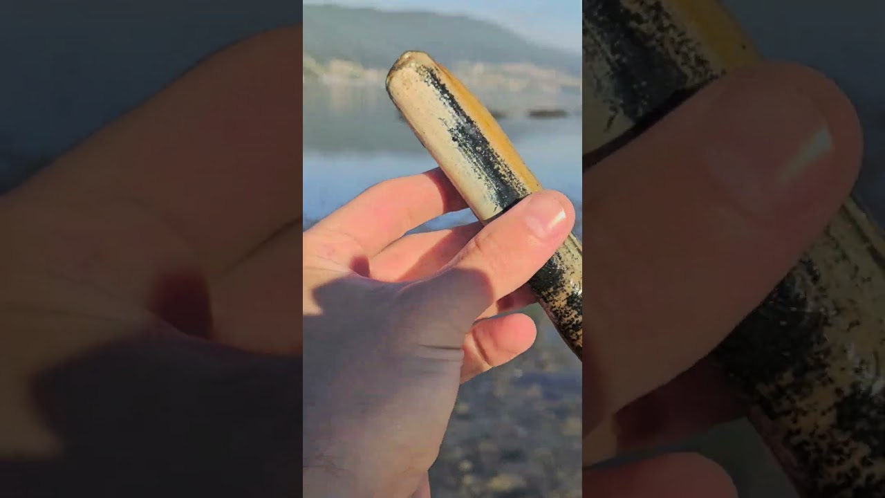 DIFERENCIA Entre Navaja vs Longueiron que no te engañen? ✅UN DÍA COMO MARISCADOR 🔱