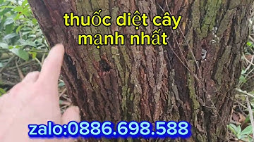 Cách diệt cây cổ thụ, thuốc diệt cây mạnh nhất
