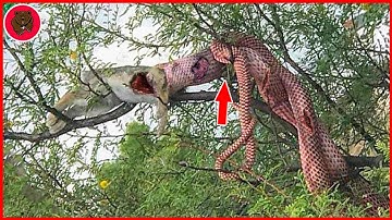 30 Savage Moments of Pythons Hunting and Swallowing Prey, What Happens Next