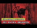 Страшная история - ЛЕС ПАУКА ЛЮДОЕДА