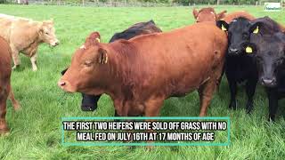 Newford Suckler Demonstration Farm - Beef Heifer Sales Update