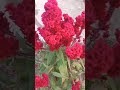 Beautiful 🌺🌹#shortvideo #song #flowers #beautiful #nature