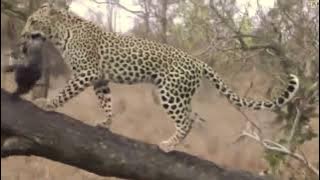 MACAN TUTUL VS BURUNG ELANG | SANGAT MENEGANGKAN!!!