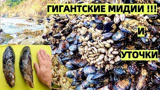 !! МИДИИ ГИГАНТЫ И МОРСКИЕ УТОЧКИ В ТИХОМ ОКЕАНЕ В США. GIANT MUSSELS !! КАК ПРИГОТОВИТЬ МИДИИ.