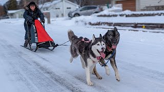 Our Husky's First Time Pulling a Dog Sled!