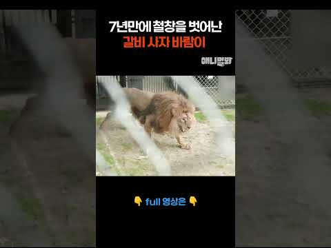 7년만에 철창 밖을 나온 갈비사자 바람이 #애니멀봐 #shorts