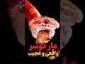 ماردوسرواقعی موجودی که خودش با خودش می جنگه   حیوانات عجیب مار دانستنی