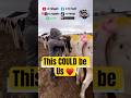 Send this to someone your crushing on ❤️ #cow #duet #goat #love #crush #romance #funny