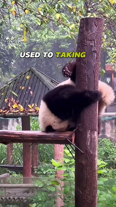 Funny Panda Slides From Pole #shorts
