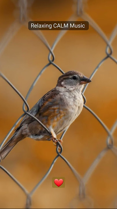 Relaxing music #meditation 🐦 Bird's sound #ringtone