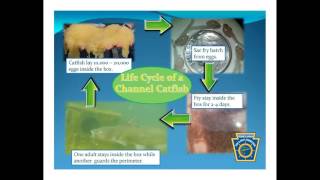Bessemer Lake Channel Catfish Spawning Box