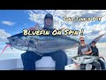 Cape cod bluefin on spin  pov