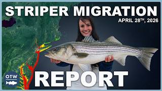 Striper Migration Report | April 28, 2026