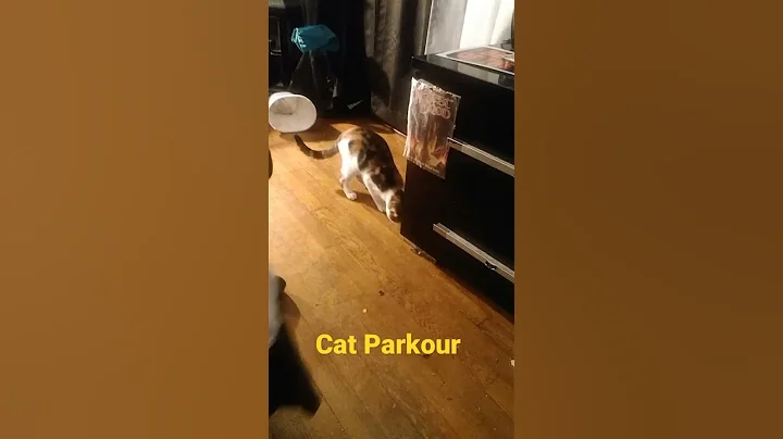 cat parkour