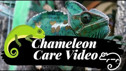 Yemen / Veiled chameleon care video 🦎