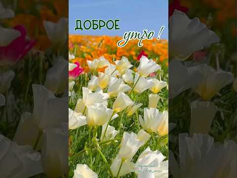 #длявасдрузья #доброеутро #музыкальнаяоткрытка #видеоролики #сдобрымутром #доброеутрооткрытки