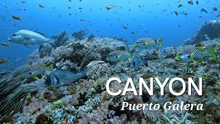 Canyon, Puerto Galera   #diving #sabangbeach #philippines #tinasreefdivers #다이빙 #사방비치 #캐년