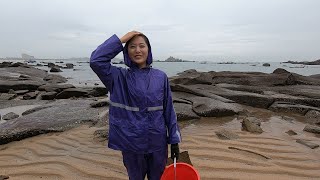 渔妹冒着大雨赶海一路无人海货随便抓螃蟹海鳗全上桶了