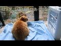 【猫の災難】大嫌いなお風呂に入れられた猫】 Cat was taking a bath in a year.