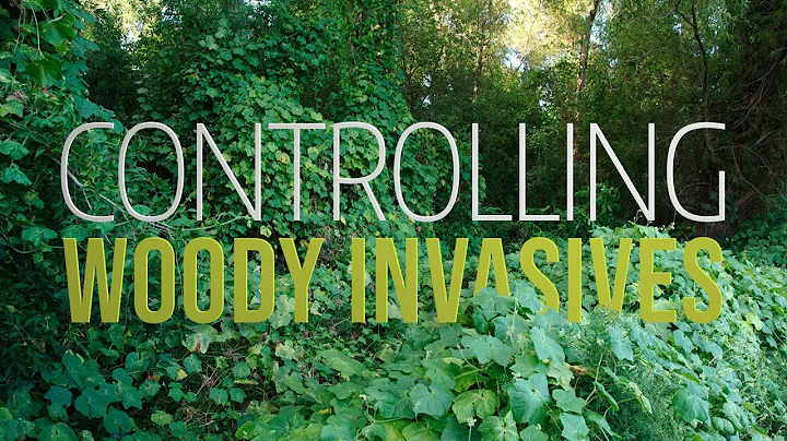 Controlling Woody Invasive Plants