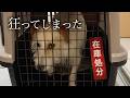 【保護犬】ペットショップで売れ残った犬はこうなります。