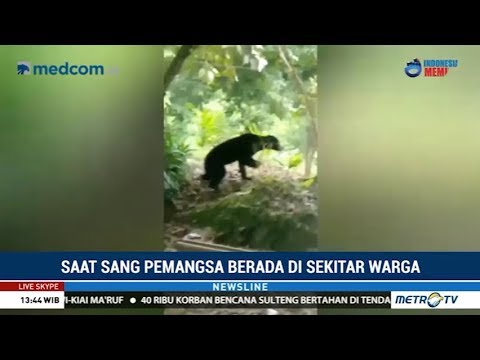 Video: Perkhemahan Di Padang Gurun Argentina & 039 Tidak Dapat Dipercaya