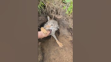 Huisdiercoyote ontkent vriendschap tijdens het graven van een hol || ViralHog
